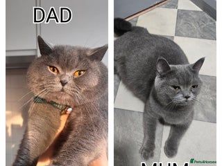 British Shorthair cats - Advert 21