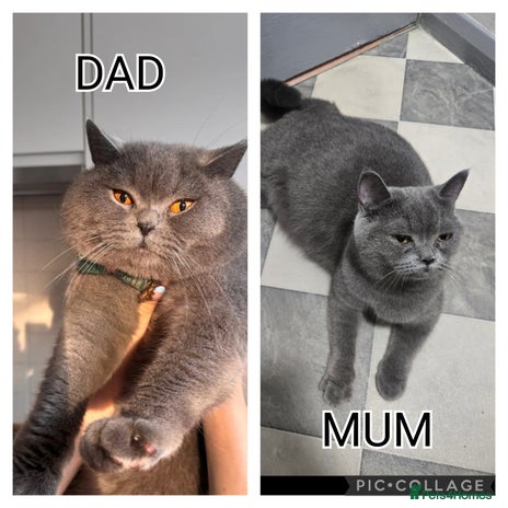 British Shorthair cats - Advert 8