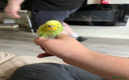 Budgerigars birds for sale: Green hand tame baby budgie  - Image 4