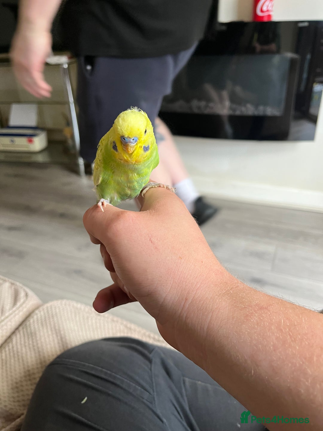 Budgerigars birds for sale: Green hand tame baby budgie  - Image 4