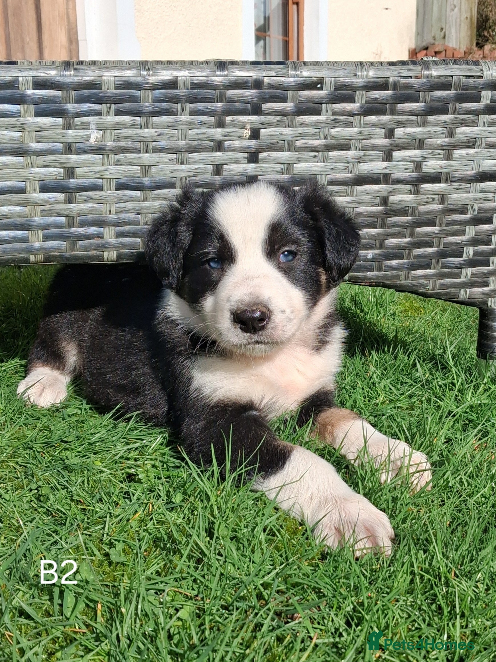 Border Collie dogs Beautiful Tri Colour Border Collie Puppies 🐶  - Advert 4