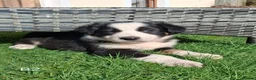 Border Collie dogs for sale: Beautiful Tri Colour Border Collie Puppies 🐶  - Advert 1