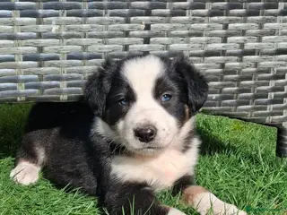 Border Collie dogs Beautiful Tri Colour Border Collie Puppies 🐶 - Advert 12
