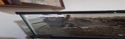 Tarantulas invertebrates for sale: Various tarantulas for sale - Advert 4