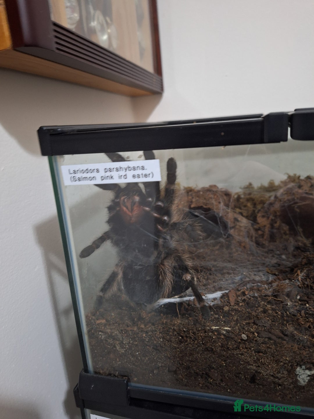 Tarantulas invertebrates for sale: Various tarantulas for sale - Advert 4