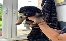 German Shepherd dogs for sale: KC show line German Shepherd puppies - Image 21