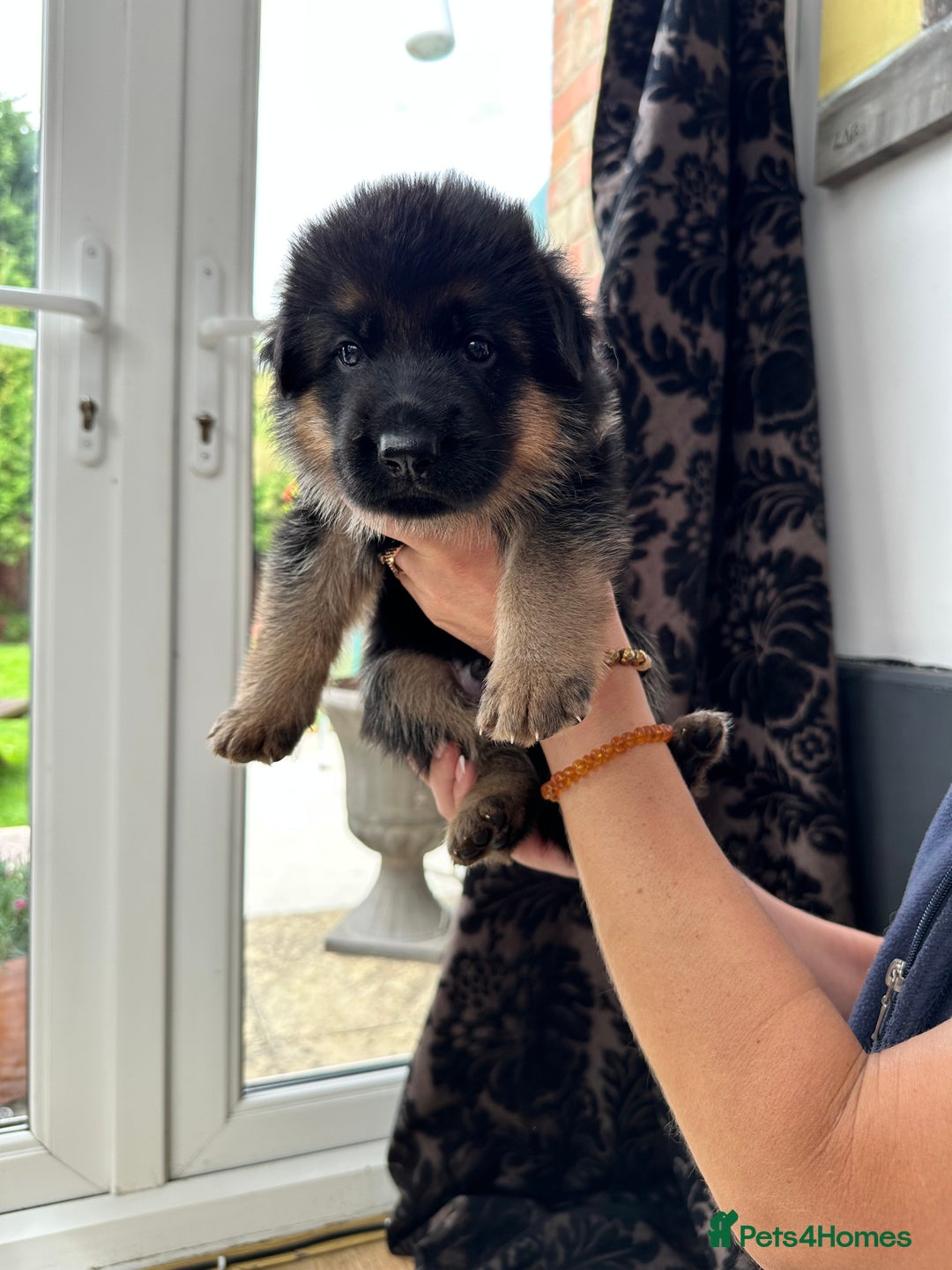 German Shepherd dogs for sale: KC show line German Shepherd puppies - Image 21