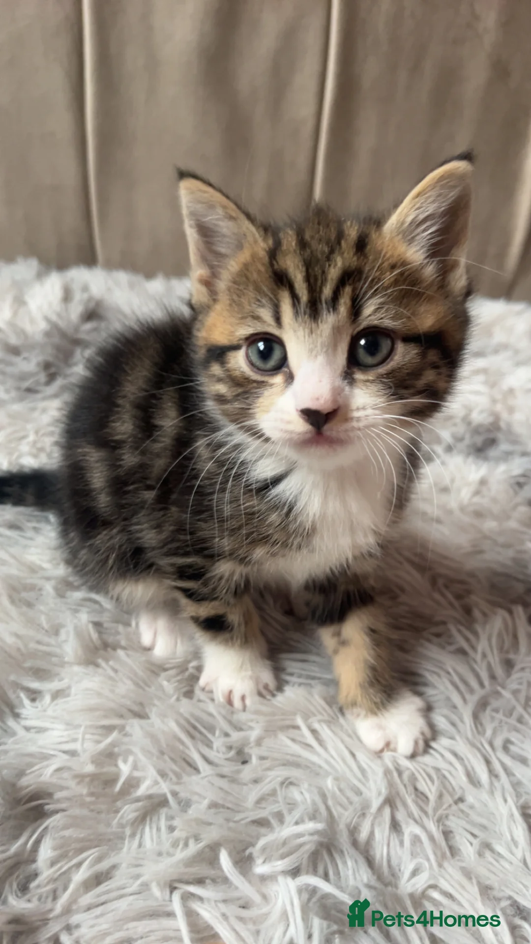 Mixed Breed cats for sale: Half Maine coon kittens calico  - Advert 21