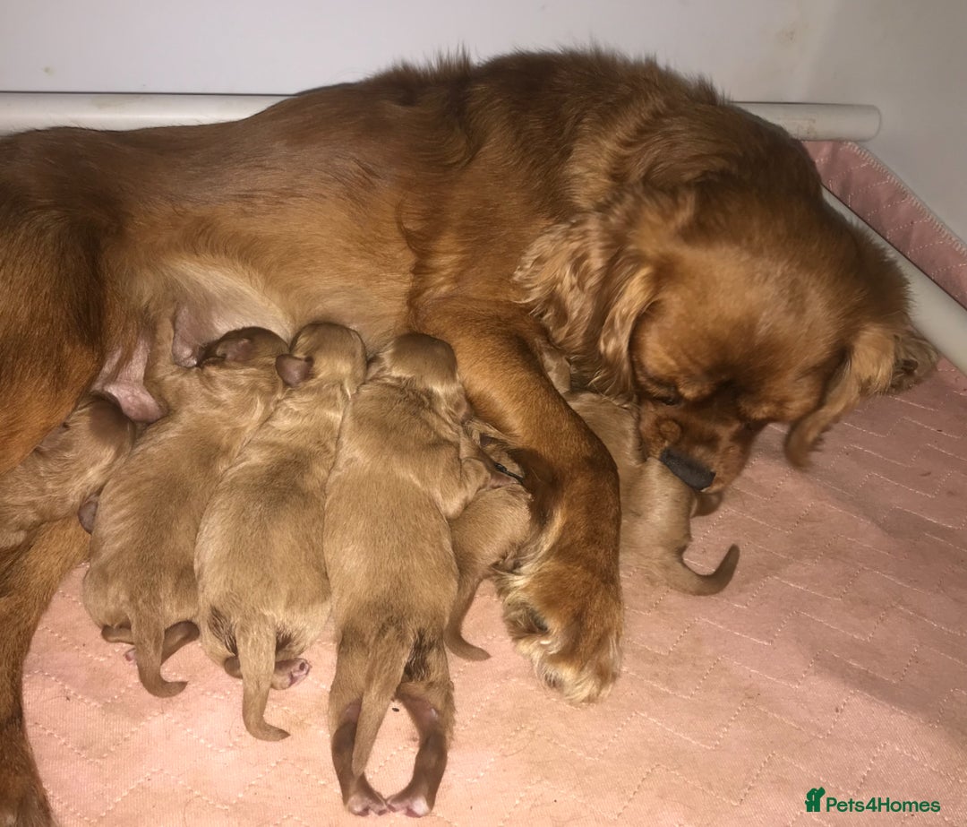 Toy Poodle dogs for stud: KC reg health tested toy poodle studs in Exeter - Advert 11