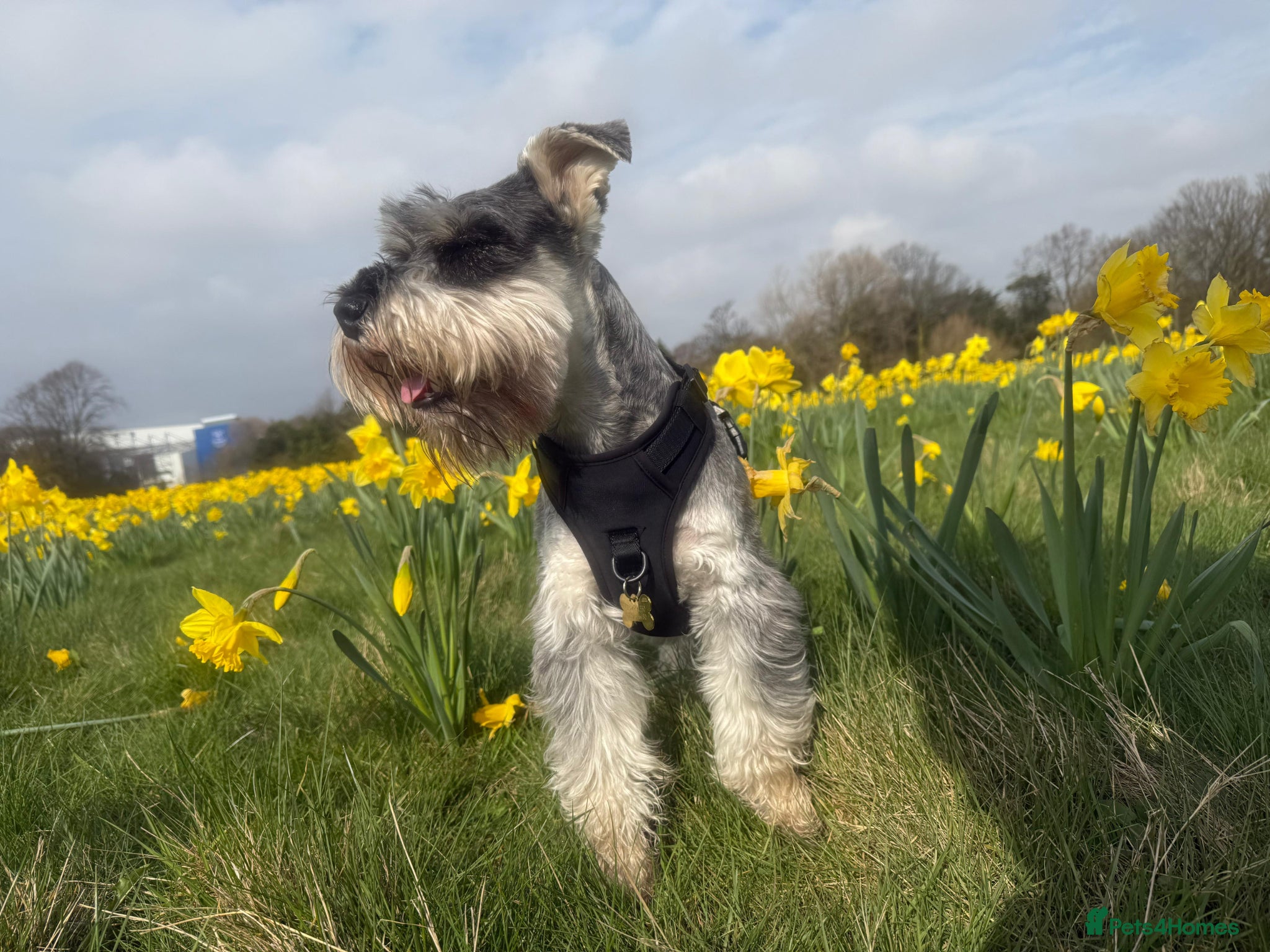 Miniature Schnauzer dogs Beautiful 2 year old male miniature schnauzer  - Advert 1