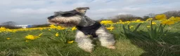 Miniature Schnauzer dogs for sale: Beautiful 2 year old male miniature schnauzer  - Advert 1