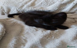 Domestic Shorthair cats for sale: Domestic kittens - Image 3