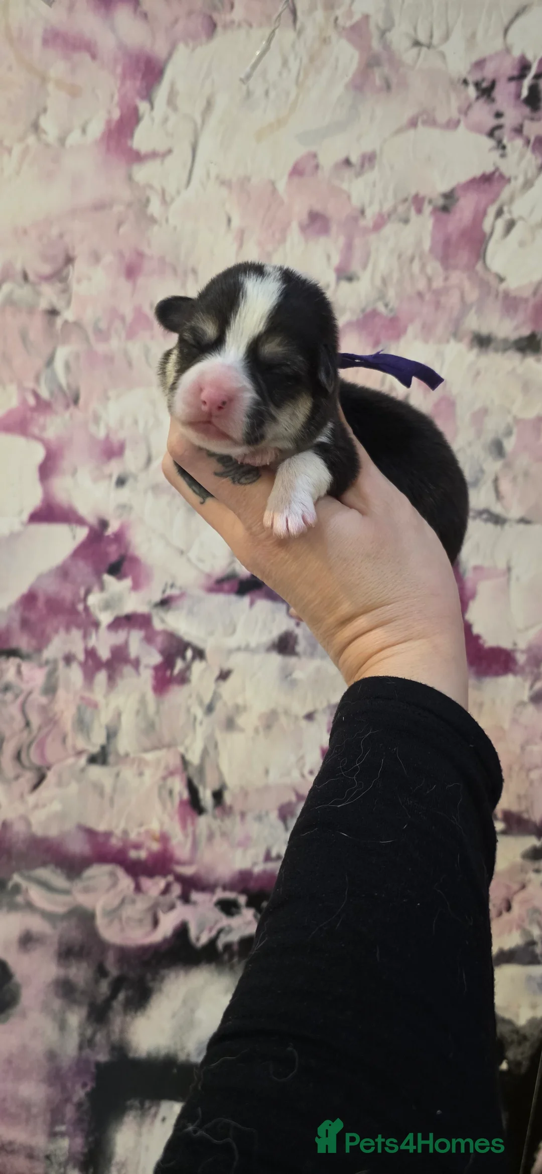 Welsh Corgi Pembroke dogs for sale: Outstanding Welsh Pembroke Corgi Puppies - Advert 12