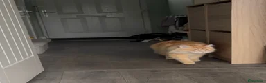 Siberian 1