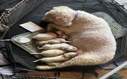 Cavapoochon dogs for sale: Cavapoochon! Our December Reindeer Litter!  - Image 17