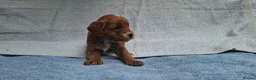 Cavapoo dogs for sale: Beautiful cavapoo puppies  - Advert 7