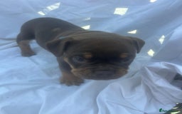 Olde English Bulldogge dogs for sale: Olde English Bulldog Puppies - Image 27