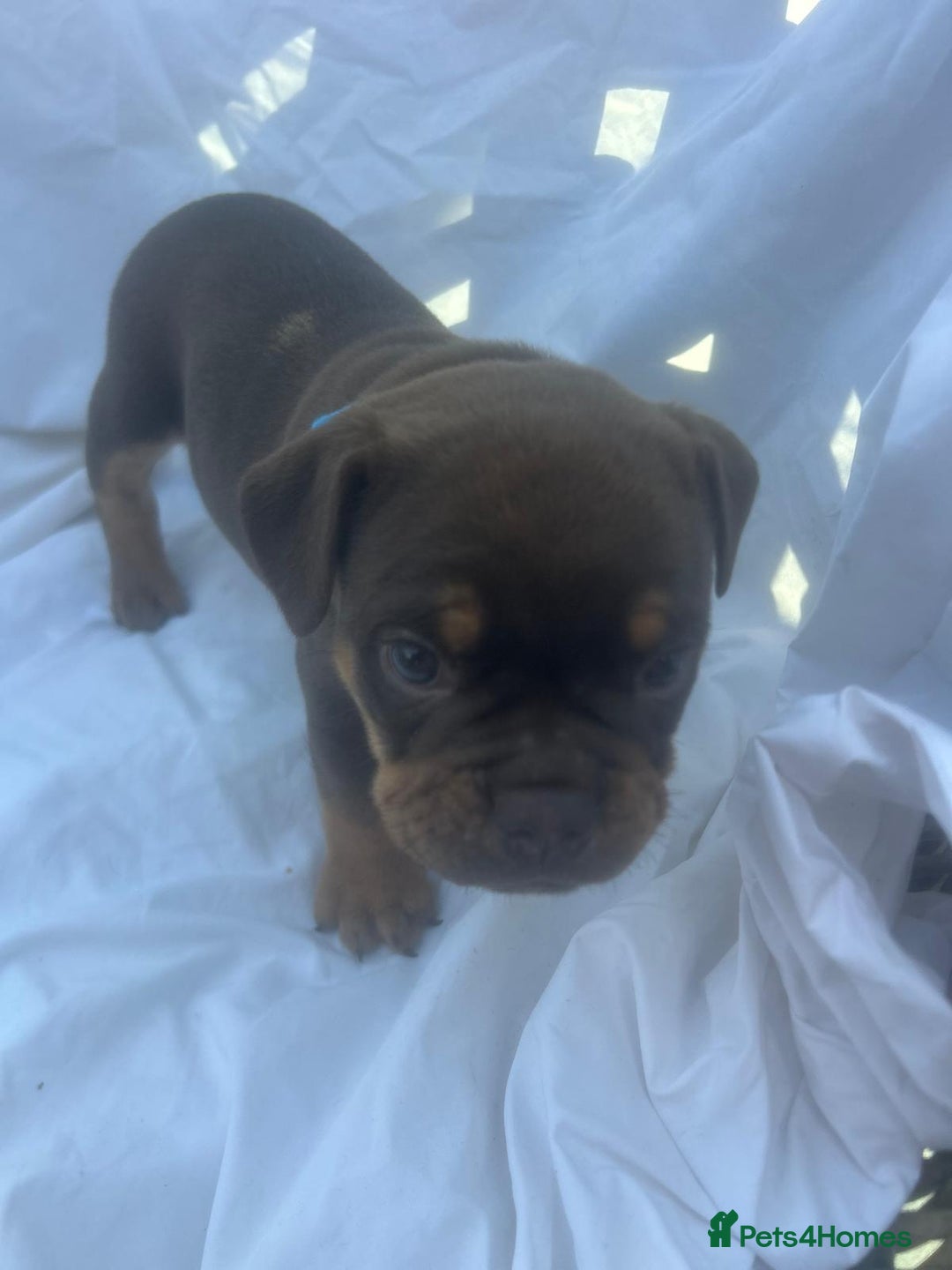 Olde English Bulldogge dogs for sale: Olde English Bulldog Puppies - Image 27