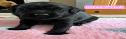 Labrador Retriever dogs for sale: Stunning working black Labrador pups.  - Advert 2