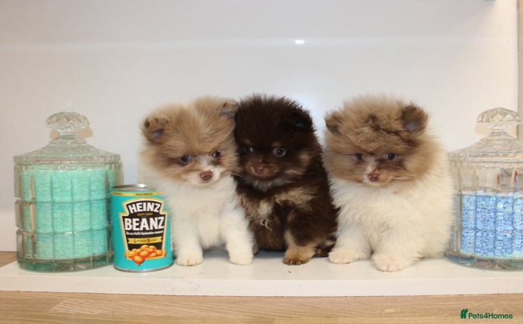 Pomeranian dogs - Advert 4