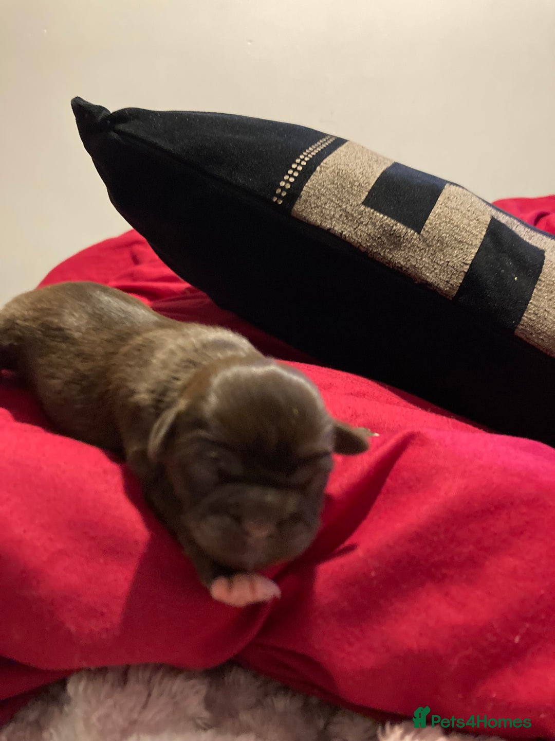 Shih Tzu dogs for sale: Shitzu  - Image 3