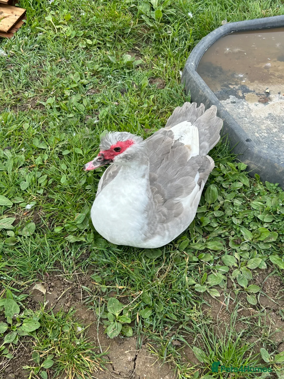 Ducks poultry for sale: Two pairs of lavender Muscovy ducks - Advert 1