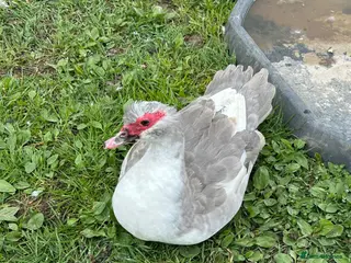 Ducks poultry Two pairs of lavender Muscovy ducks - Advert 5