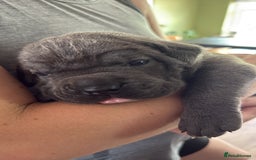 Cane Corso dogs for sale: ICCF registered Champion Lines Cane Corso Puppies in Epsom - Image 9