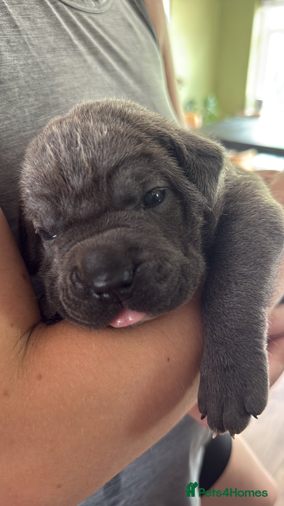 Cane Corso dogs for sale: ICCF registered Champion Lines Cane Corso Puppies in Epsom - Image 9