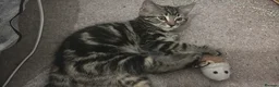 Mixed Breed cats for sale: Cuddly Tabby Kittens – Home Raised - Advert 18