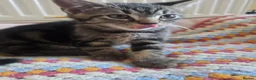 Mixed Breed cats for sale: Tabby cross persian kittens for sale  - Advert 3