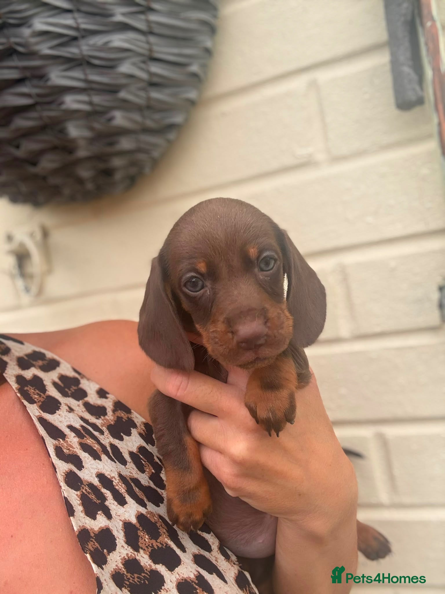 Miniature Dachshund dogs Dachshund miniature long and short haired    - Advert 2