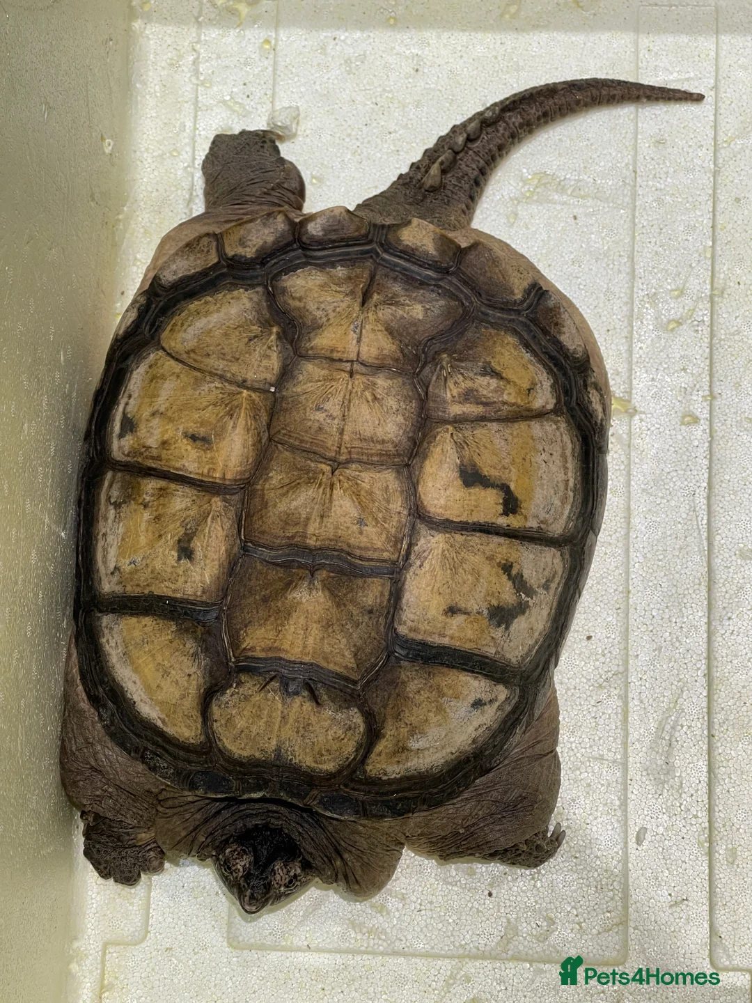 Turtle reptiles for sale: Common Snapping Turtle - Advert 12