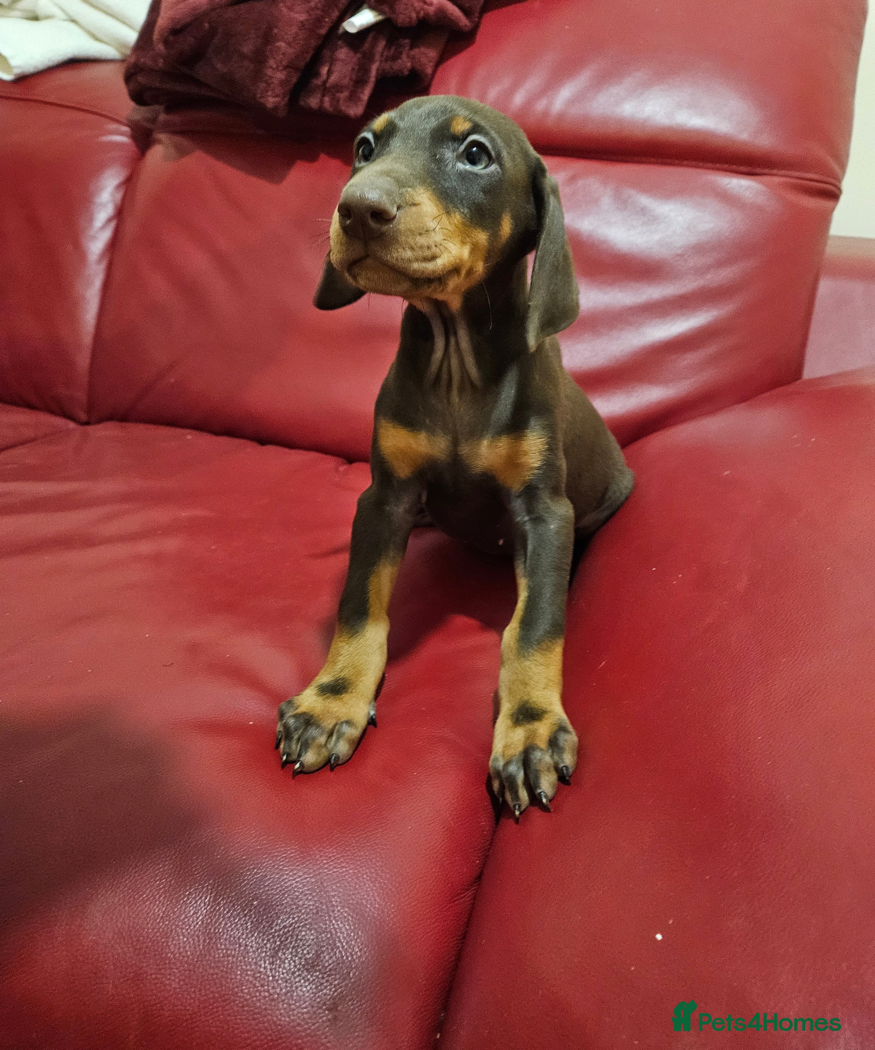 Dobermann dogs Ready Now Kennel club registered  - Advert 2