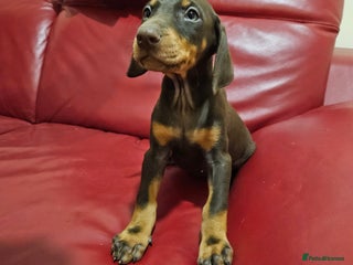 Dobermann dogs Ready Now Kennel club registered - Advert 2