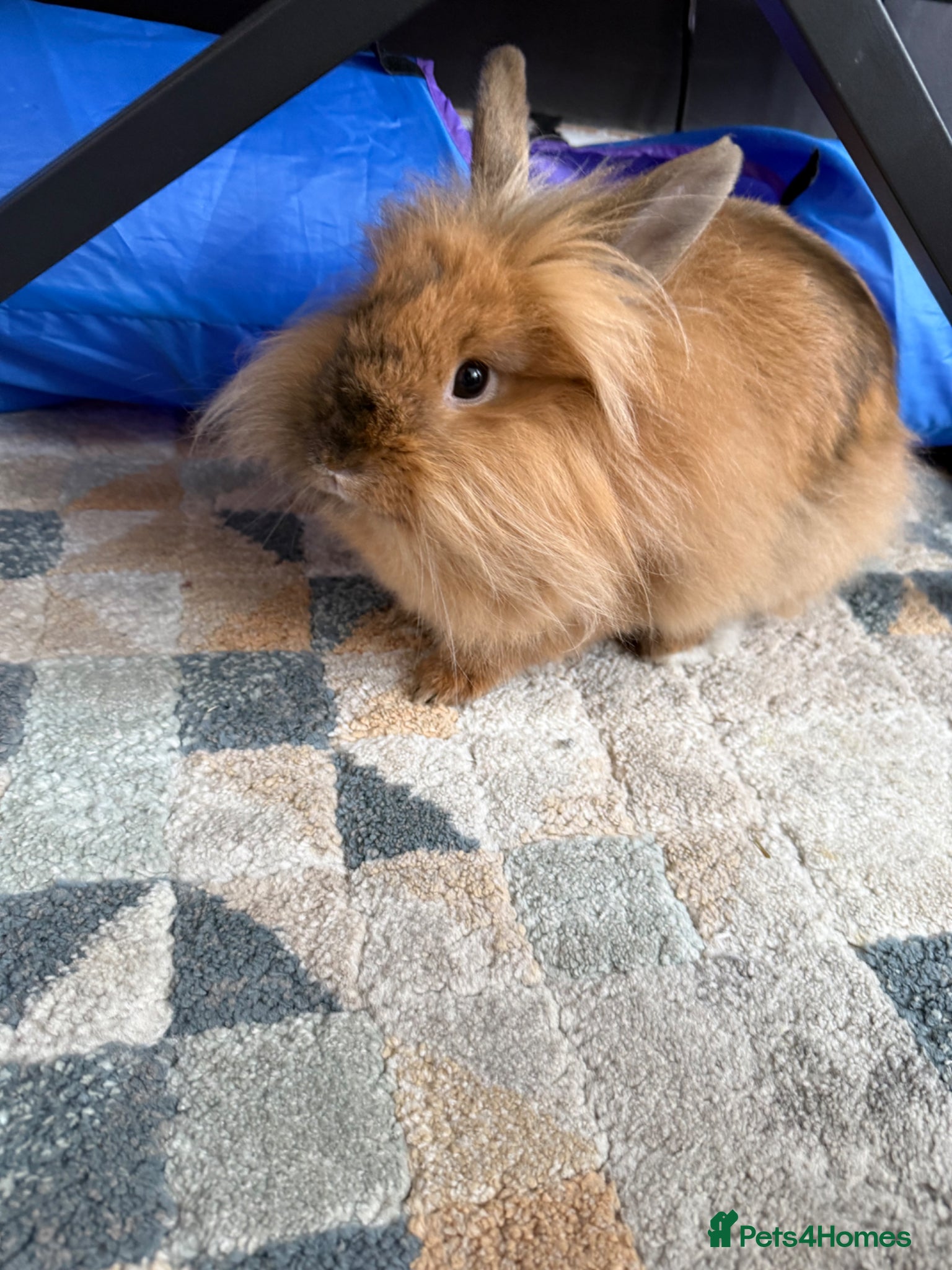 Mixed Breed rabbits for sale: Lionhead and Miniloop  in Saint Helens - Advert 1