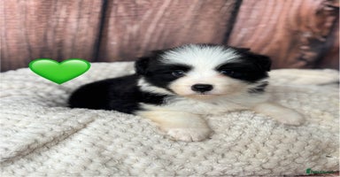 Border Collie dogs - Advert 2