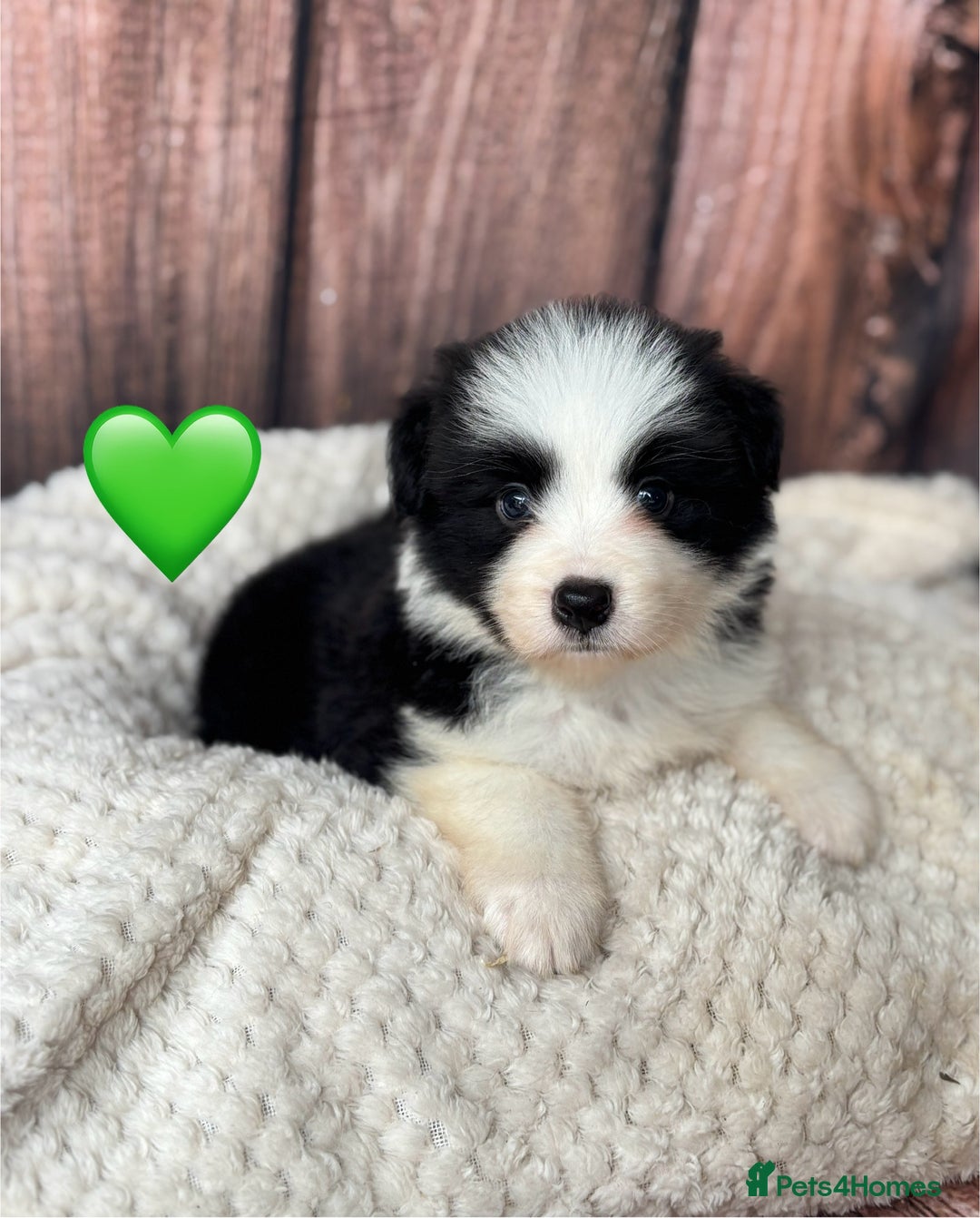 Border Collie dogs for sale: Quality Show Line KC Border Collie Males💙 - Image 3