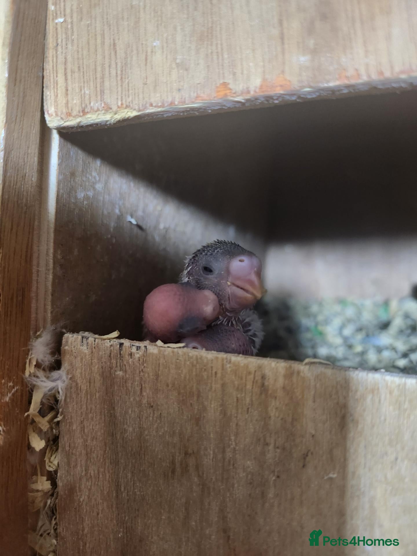 Mixed Breed birds Avairy close down - Advert 2
