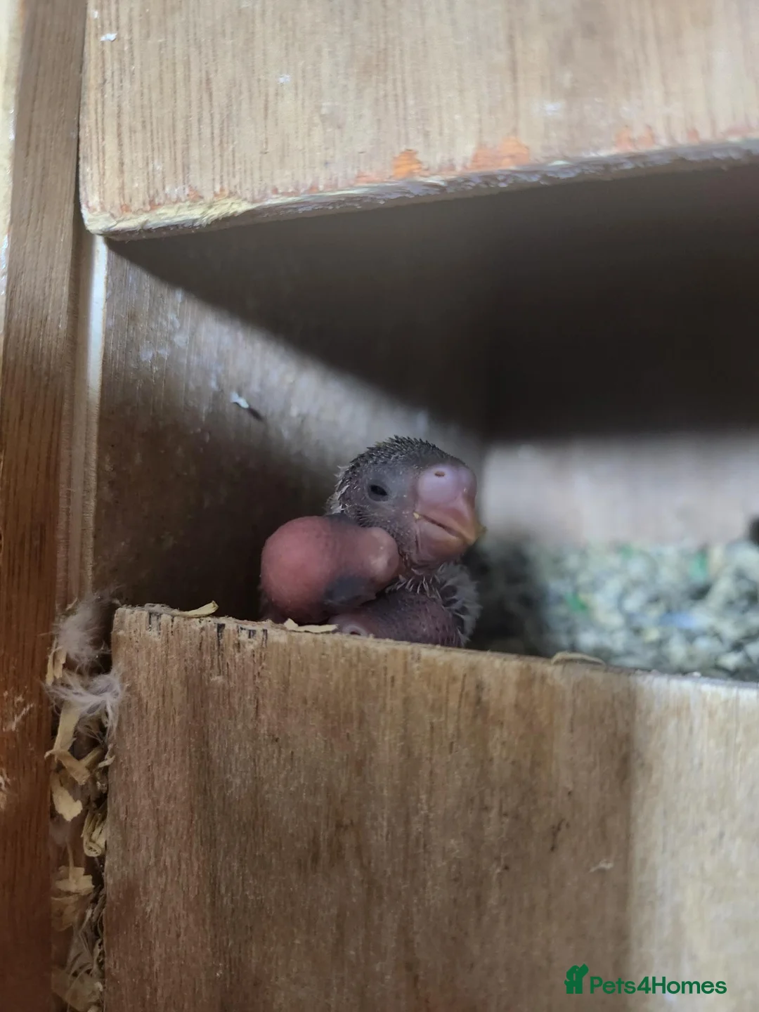Mixed Breed birds for sale: Avairy close down - Advert 2