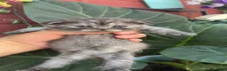 Scottish Fold cats for sale: Scottish fold kitten - Advert 6