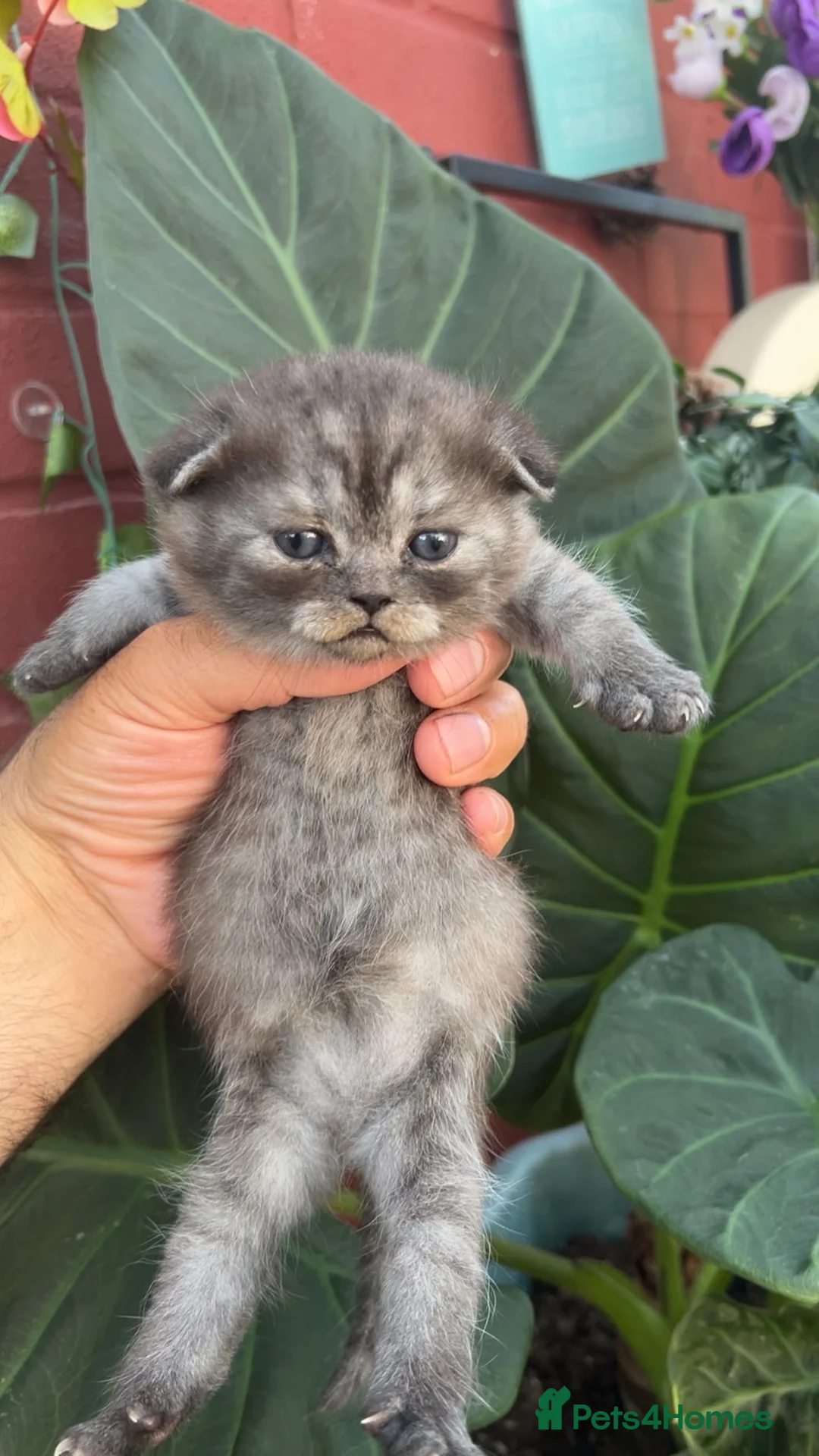 Scottish Fold cats for sale: Scottish fold kitten - Advert 6