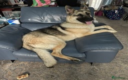 German Shepherd dogs for sale: German Shepherd pups - Image 13