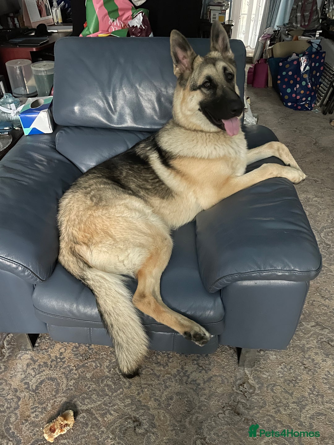 German Shepherd dogs for sale: German Shepherd pups - Image 13