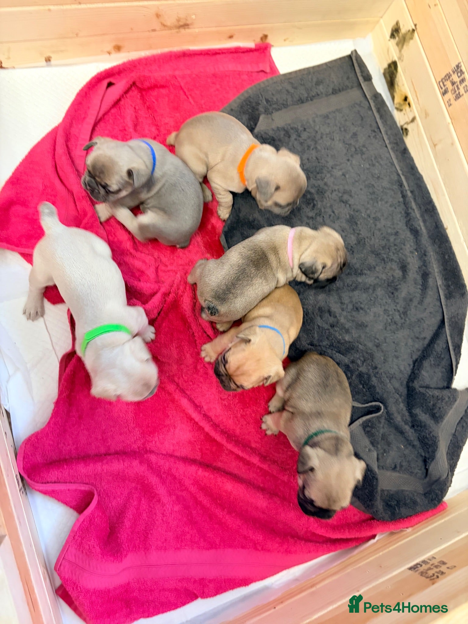 French Bulldog dogs Male French bulldog puppies  - Advert 9