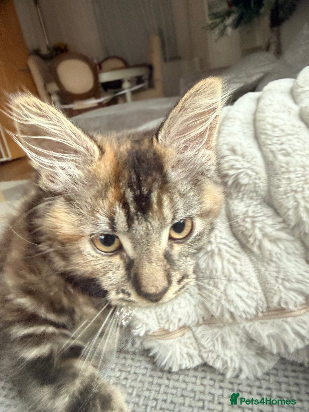 Mixed Breed cats for sale: 🐾 Beautiful 3-Month-Old Female Kitten – Luna 🐾 - Advert 10