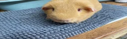Guinea Pig rodents for sale: Two Saffron Boars - Advert 3