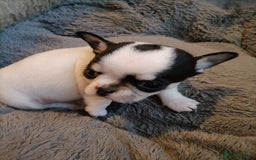 Chihuahua dogs for sale: KC Chihuahua puppies  - Image 8