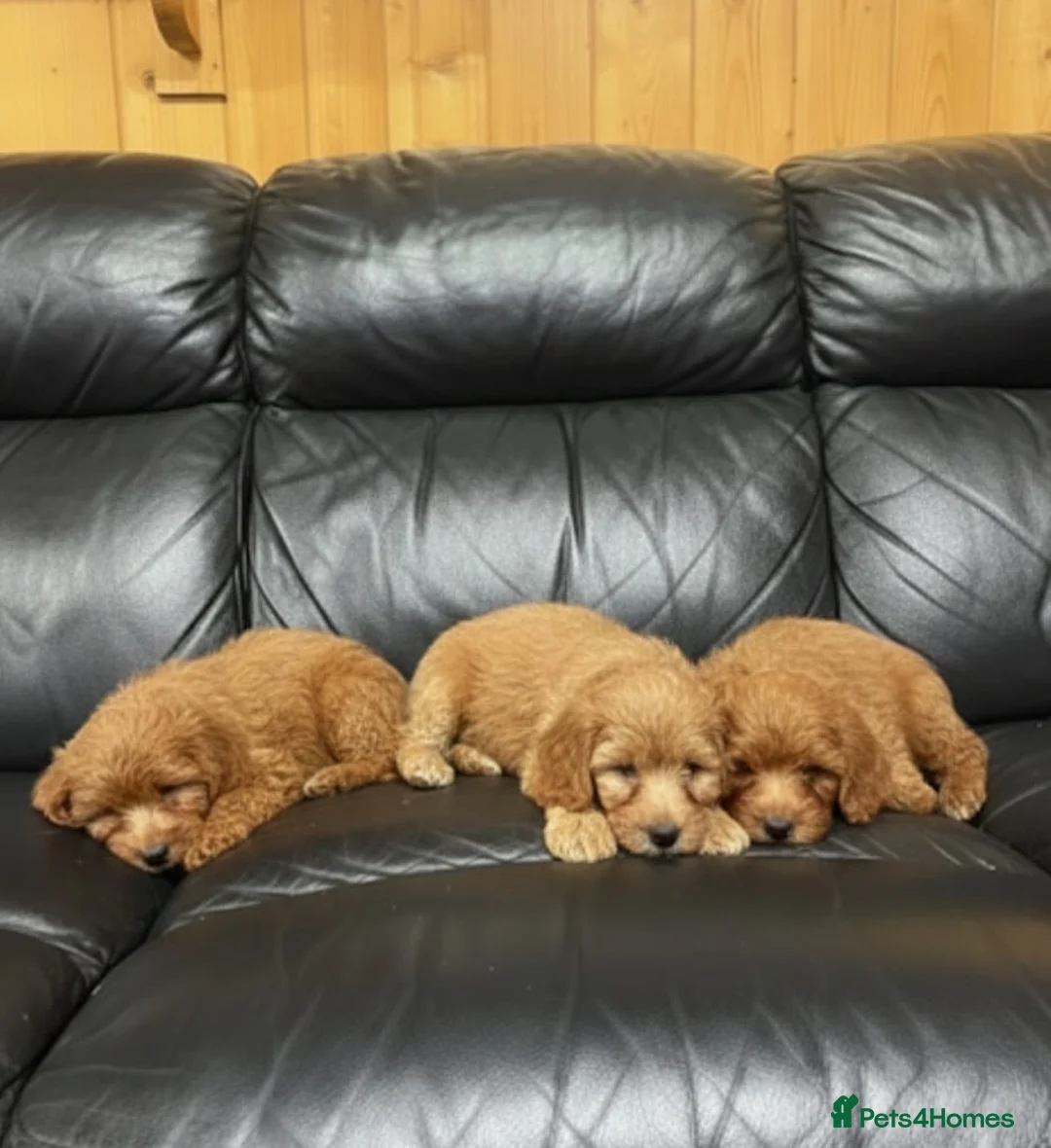 Cockapoo dogs for sale: Cockapoo puppies  in Romford - Advert 8