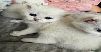 British Shorthair cats - Advert 9